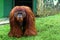 Big size orangutan at zoo staring to audience