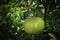 Big Size Pomelo fruit hanging on the tree, Jambura or Batabinebu