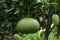 Big Size Pomelo fruit hanging on the tree with water drops