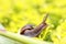 A big slimy snail on a leaf in a tropical garden