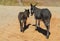 Big and small black donkey