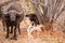 Big and small buffalo watching between the trees