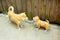 Big and small dogs statue mock up greet each other beside wooden wall