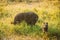 Big And Small Household Black Pigs Looking For Food In Fresh Green Grass In Farm. Pig Farming Is Raising And Breeding Of