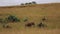 Big and small lephants graze in the tall grass of the African Savannah