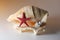 Big and Small Mollusk Shells and a Red Starfish on a White Table