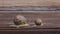 Big and small snail crawling on a wooden board