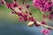 Big snail on a branch of a blossoming cherry tree. close-up of a snail on a branch, the background is blurred