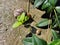 Big snail with a brown shell on the ground after rain crawling towards a small snail in sunlight creeps to the plant to the leaves