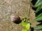 Big snail with a brown shell on the ground after rain in sunlight creeps to the plant to the leaves close-up.