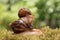 Big snail carries little snail on moss on the background of leaves