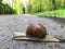 Big snail closeup on alphalt footpath in spring park