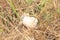 Big snail crawling on the grass on the mountainside in summer