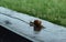 A big snail is crawling on the wet wooden road after the rain. Copy space. Natural background. Calmness concept. Low speed.