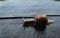 A big snail is crawling on the wet wooden road after the rain. Copy space. Natural background. Calmness concept. Low speed.