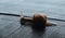 A big snail is crawling on the wet wooden road after the rain. Copy space. Natural background. Calmness concept. Low speed.