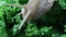 Big snail eats a leaf, macro