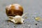 Big snail, Helix pomatia also Roman snail, Burgundy snail, edible snail or escargot