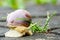 Big snail, Helix pomatia also Roman snail, Burgundy snail, edible snail or escargot