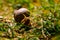 Big snail, lymnaeidae after rain on a grass. Close up