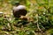 Big snail, lymnaeidae after rain on a grass. Close up