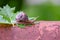 Big snail on a maple leaf close-up 5