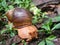 Big snail Megalobulimus sp., In the mountain foggy forest of Maquipucuna, Ecuador