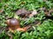 Big snail Megalobulimus sp., In the mountain foggy forest of Maquipucuna, Ecuador