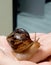 Big snail mollusc Achatina crawling on the young woman`s hand