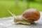 Big snail in shell crawling on road, animal macro shot