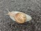 Big snail in shell crawling on road. Big escargot in shell crawls on wet road. Macro Snail view.