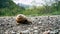 Big snail in shell crawling on road, summer day in a forest, snail climbing ,land snail or Helix pomatia, is a species of large,