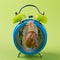 Big snail sits on the dial of an alarm clock, covering the arrows with his body, concept