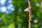 Big snail sitting on a small branch in the sunlight waiting for the rain