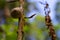 Big snail sitting on a small branch in the sunlight waiting for the rain