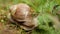 Big snail in the woods in search of food, macro, helix