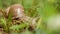 Big snail in the woods in search of food, macro, helix