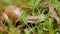 Big snail in the woods in search of food, macro, helix