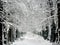 Big snow in the park - winter in Baia Mare city