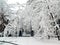 Big snow in the park - winter in Baia Mare city