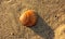 Big solitary shell on the beach. orange, brown and white. vertical streaks. beautiful and fearless on the sand
