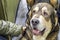 Big Spanish Mastiff dog looks up lying on the floor. Close up Portrait huge dog.