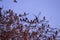 Big sparrows Bird group on tree branch,flock of sparrows perched on a branch in the winter singing to themselves