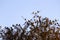 Big sparrows Bird group on tree branch,flock of sparrows perched on a branch in the winter singing to themselves