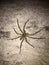 Big spider on the concrete floor at night. it is an eight legged predatory.