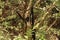 Big spider monkey hanging from a tree in the Sumidero Canyon Canon del Sumidero, Chiapas, Mexico