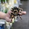 Big spider tarantula sits crawling on the man`s arm