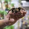 Big spider tarantula sits crawling on the man`s arm