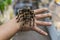 Big spider tarantula sits crawling on the man`s arm