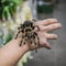 Big spider tarantula sits crawling on the man`s arm